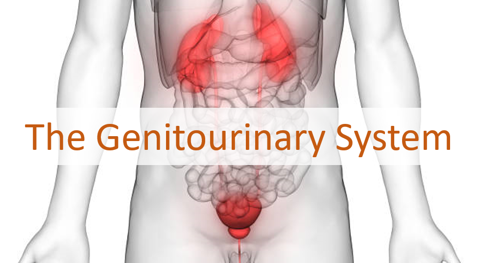 THE GENITOURINARY SYSTEM 